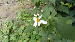 Bidens alba