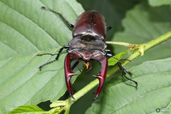 Lucanus cervus cervus