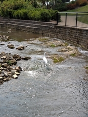 Ardea alba