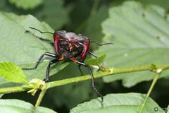 Lucanus cervus cervus
