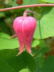Clematis glaucophylla