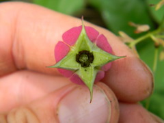 Clematis glaucophylla