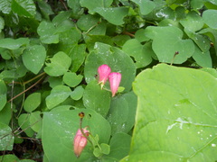 Clematis glaucophylla