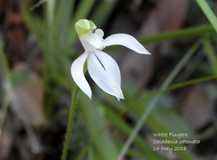 Caladenia picta