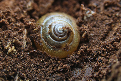 Gastrodontidae