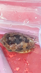 Cypraecassis coarctata