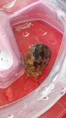 Cypraecassis coarctata