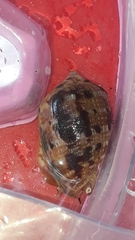 Cypraecassis coarctata