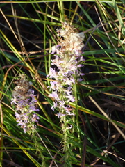 Liatris carrizana