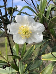 Carpenteria