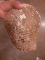 Titanostrombus galeatus