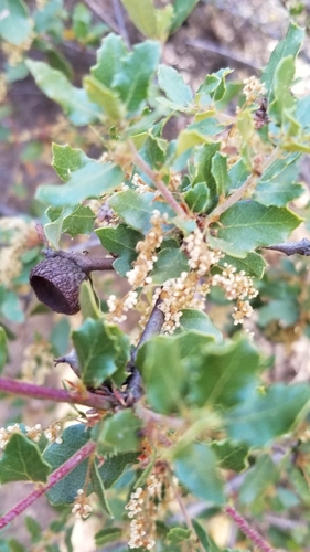 iNaturalist observation photo of California scrub oak