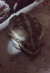 Rhinella arenarum