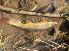 Catostomus occidentalis