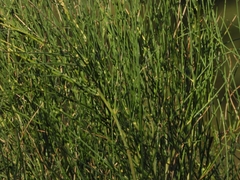 Baccharis spartioides