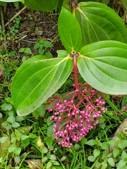 Medinilla cummingii