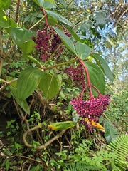 Medinilla cummingii