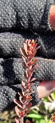Euphorbia conferta