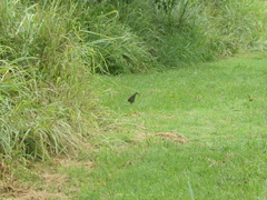 Amaurornis moluccana