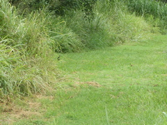 Amaurornis moluccana