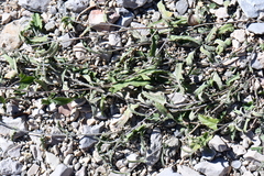 Convolvulus equitans