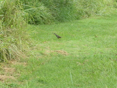 Amaurornis moluccana