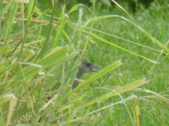 Amaurornis moluccana