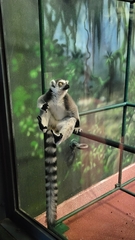 Lemur