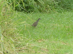 Amaurornis moluccana