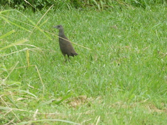 Amaurornis moluccana