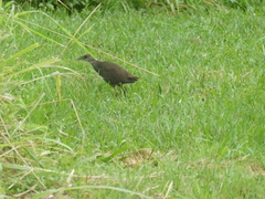 Amaurornis moluccana