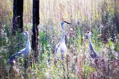 Antigone canadensis pulla