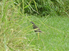 Amaurornis moluccana