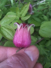 Clematis vinacea