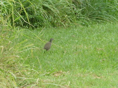 Amaurornis moluccana