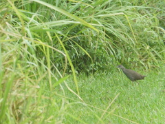 Amaurornis moluccana