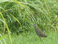 Amaurornis moluccana