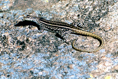 Platysaurus intermedius rhodesianus