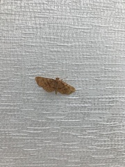 Lepidoptera