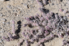 Grusonia grahamii
