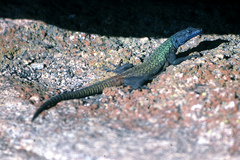 Platysaurus intermedius