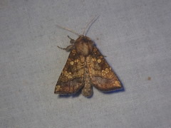 Papaipema impecuniosa