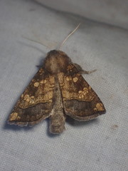 Papaipema impecuniosa