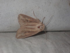 Leucania phragmitidicola