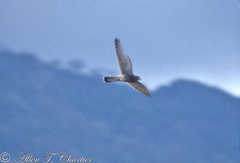Falco moluccensis