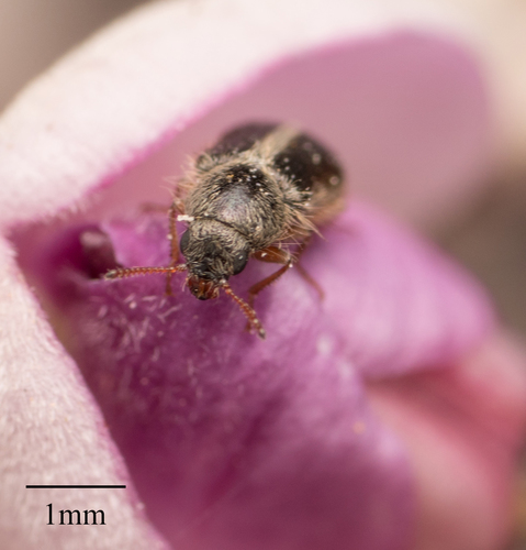 Melyridae
