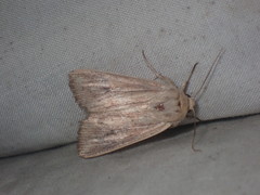 Leucania phragmitidicola