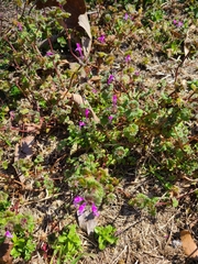 Lamium amplexicaule