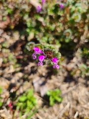 Lamium amplexicaule