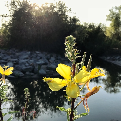 iNaturalist observation photo of tall evening primrose